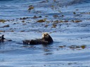 Sea Otters are abundant in Alaska.