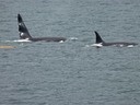 A couple of Orcas near Sitka.