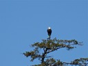 Eagles are easy to spot in Alaska.