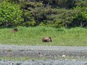 Grizzlies spotted from an excursion boat.