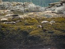 Sea lions and seals are abundant in Alaska.