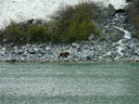 A bear taking a stroll near our ship.