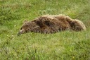 A grizzly taking a nap.