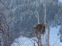 Photo of an eagle taken from the train.