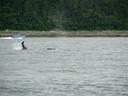 A Couple of Young Whales