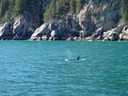 Wildlife is abundant in the national park.